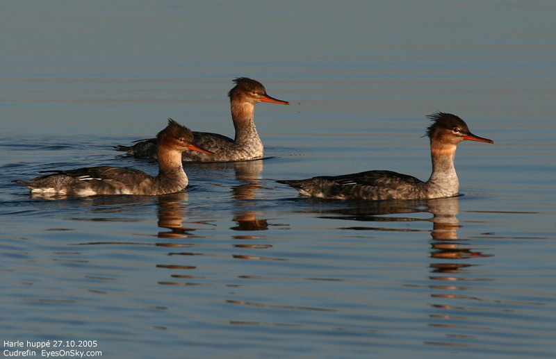 Nature/Birds/H-I/harle_ huppe_IMG_4828.jpg
